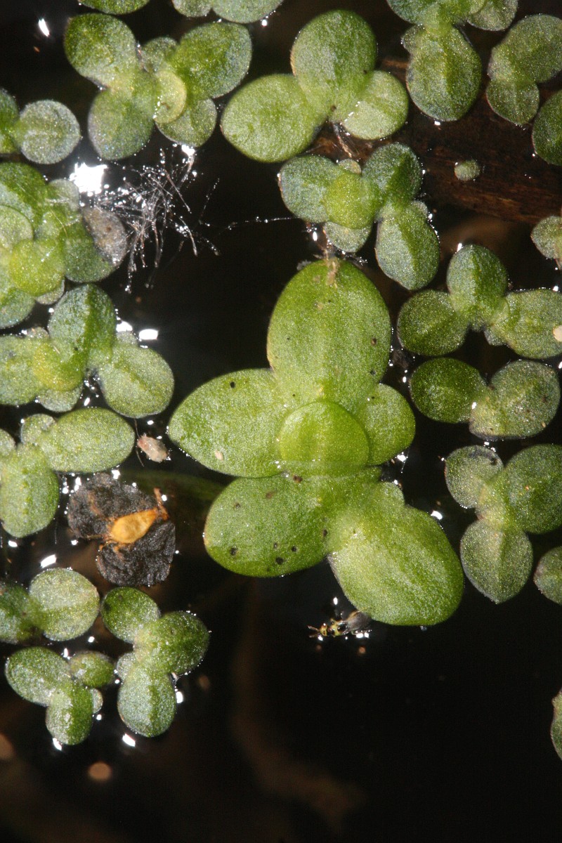 Lemna Minor, Common Duckweed